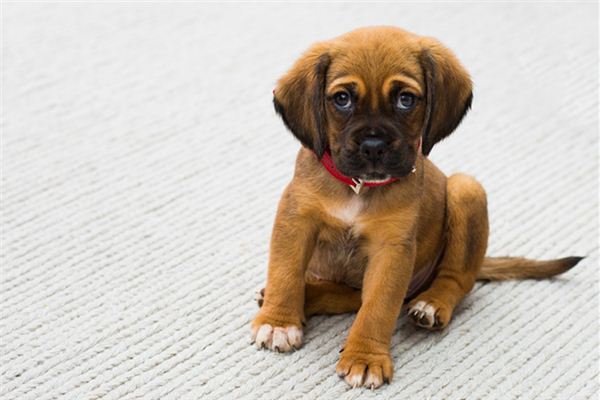 梦见小狗追着咬我是什么意思