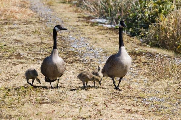 梦见鹅是什么意思