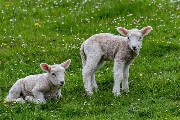 梦见白羊是什么意思