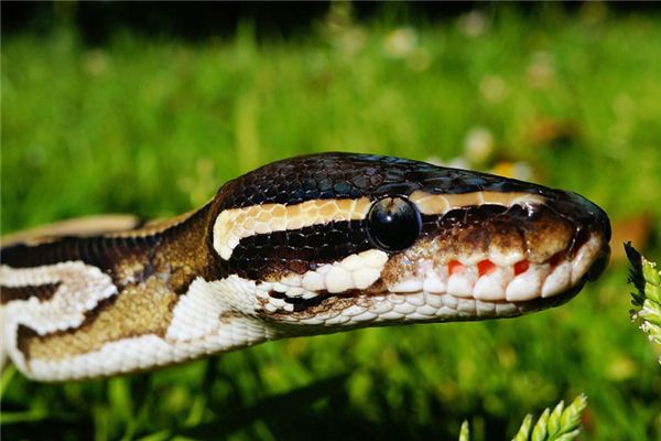 梦见很多蛇是什么意思