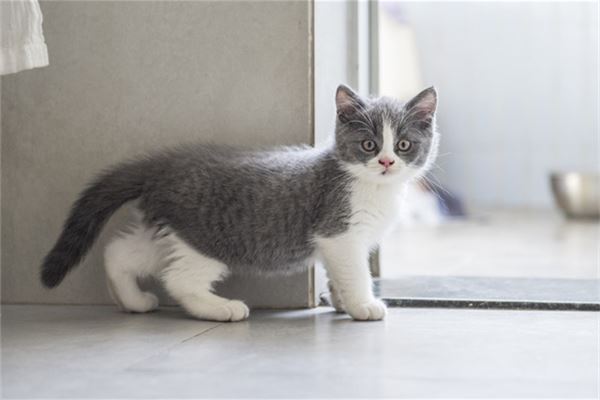 梦见猫屎是什么意思