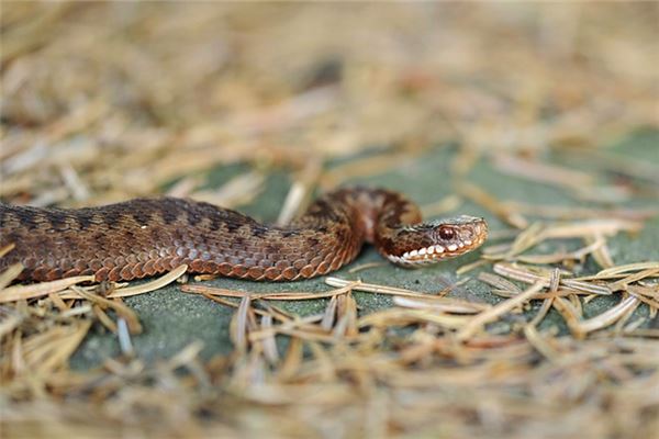 梦见被蛇咬脚是什么意思