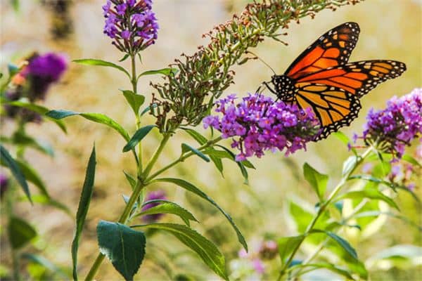 梦见成群的蝴蝶是什么意思