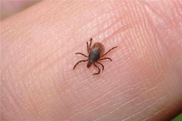 梦见女人把跳蚤挤死是什么意思