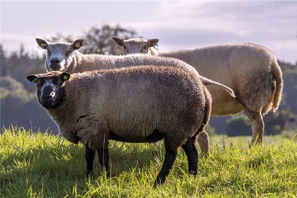 梦见绵羊是什么意思