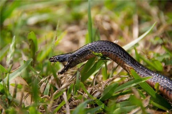 梦见好多黑蛇是什么意思