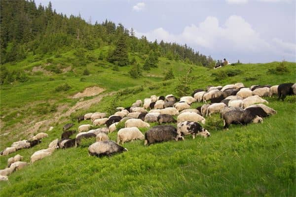 梦见一群羊是什么意思