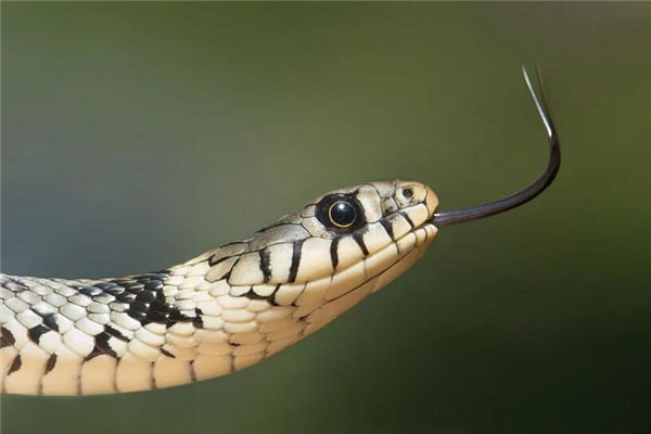 梦见蛇长脚是什么意思