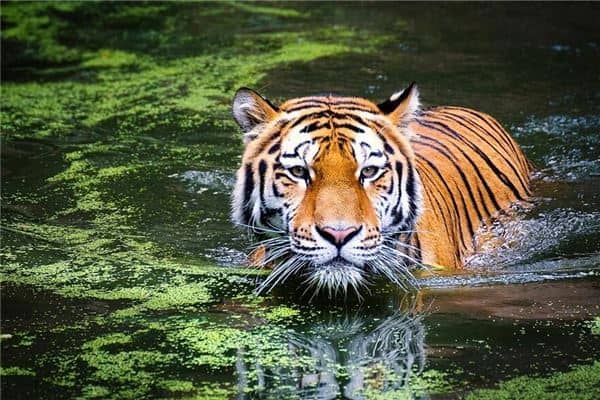 梦见被老虎追是什么意思