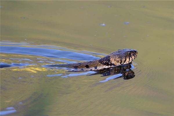 梦见大蛇是什么意思