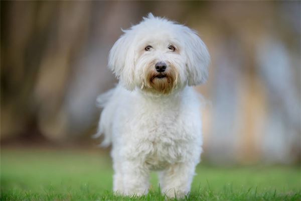 梦见小白狗是什么意思