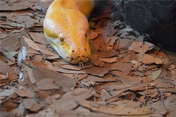 梦见蛇吞了整个人是什么意思