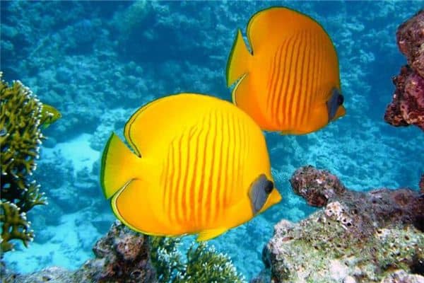 梦见鱼是好事还是坏事是什么意思