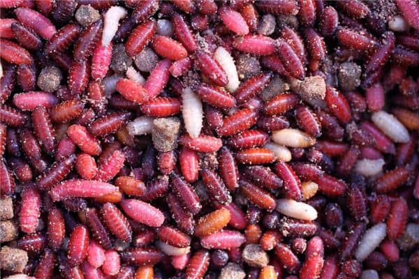 梦见女人手上有蛆虫是什么意思