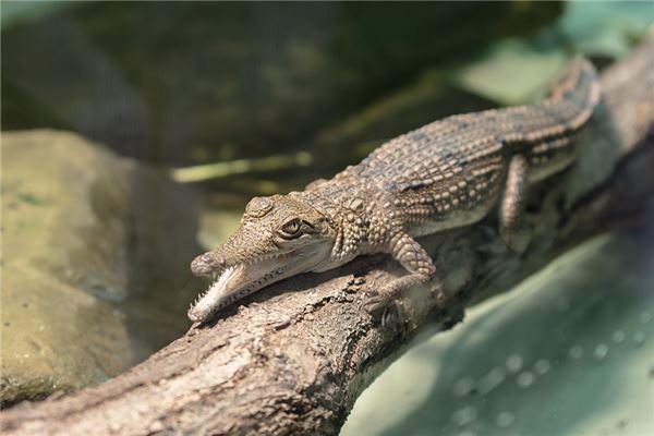 梦见小鳄鱼是什么意思