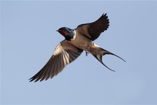 梦见燕子幼崽是什么意思