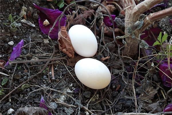 梦见鸽子下蛋是什么意思