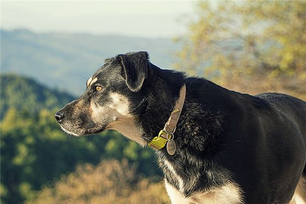 梦见被大狗追着咬是什么意思