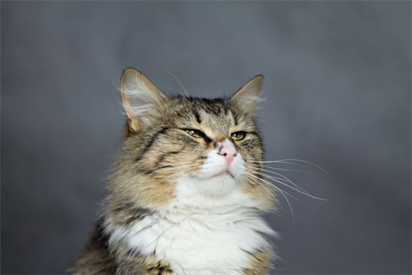 梦见被猫咬出血是什么意思