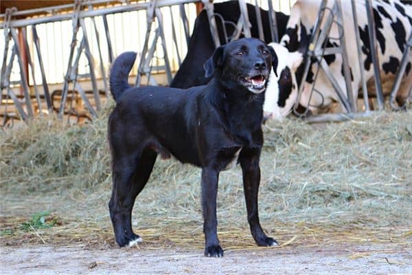 梦见黑狗是什么意思