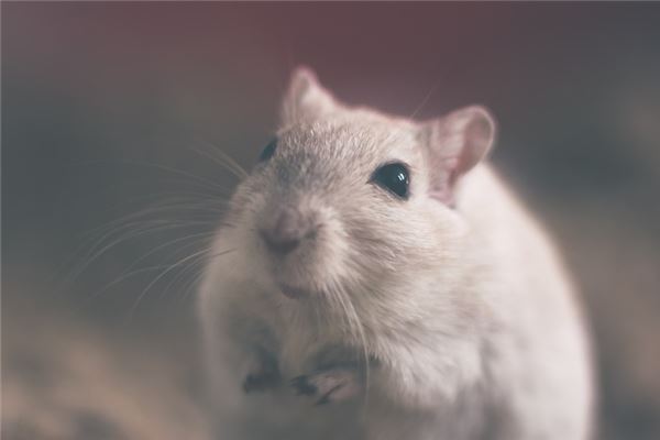 梦见白色老鼠是什么意思