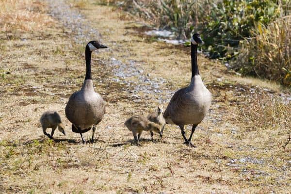 梦见杀鹅是什么意思