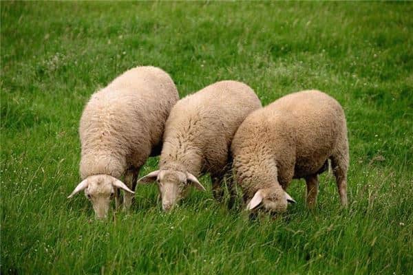 梦见被羊追是什么意思