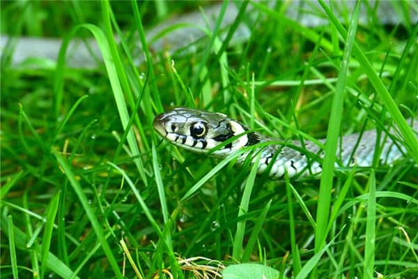 梦见哺乳期蛇是什么意思