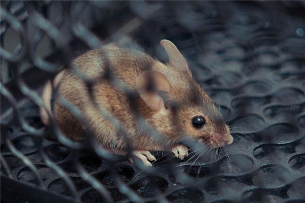 梦见巨大耗子是什么意思