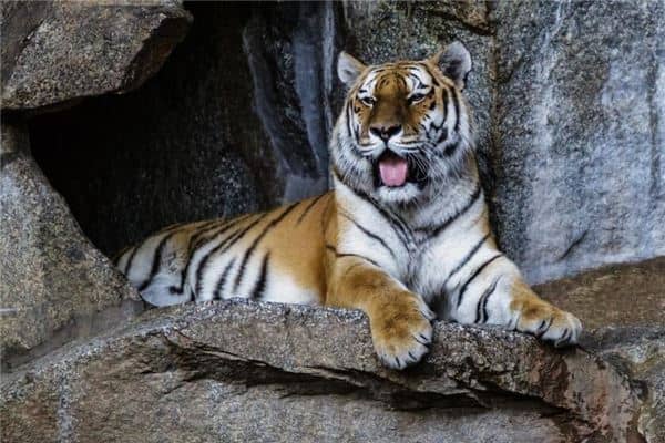 梦见虎是什么意思