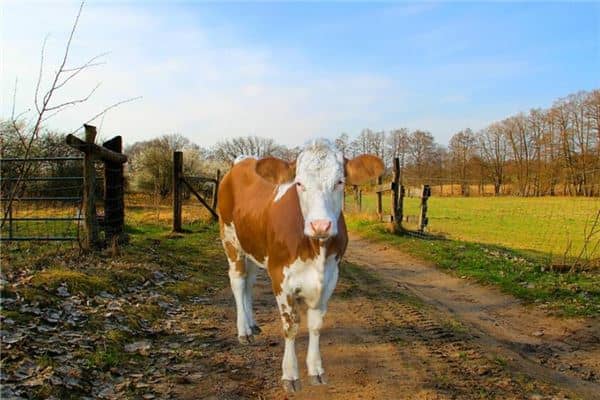 梦见牛追我是什么意思