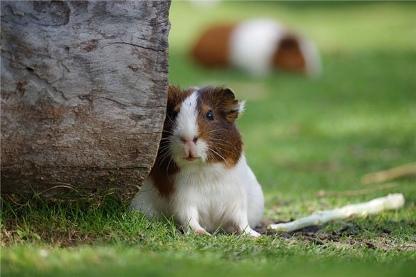 梦见老鼠咬手是什么意思