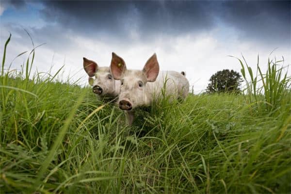 梦见女人死猪是什么意思