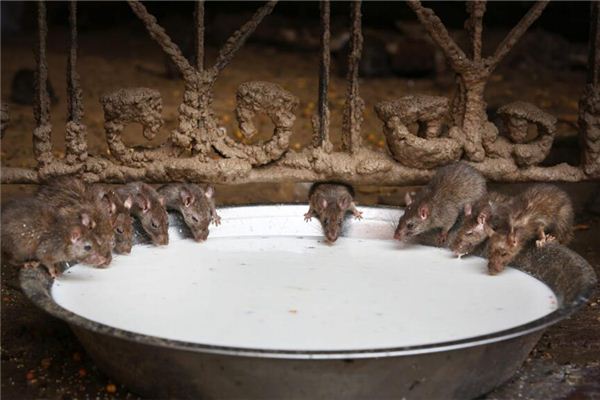 梦见好多老鼠满地跑是什么意思