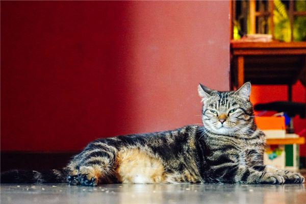 梦见猫拉屎是什么意思