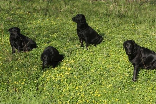梦见一群狗是什么意思