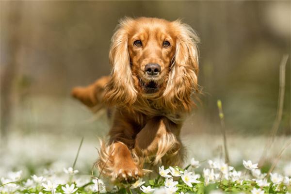 梦见被狗咬流血是什么意思