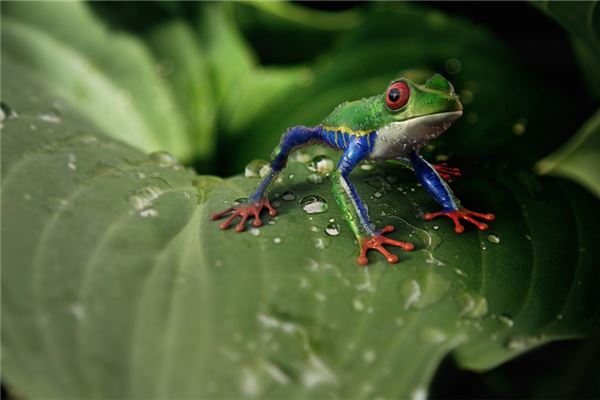 梦见孕妇青蛙是男是女是什么意思