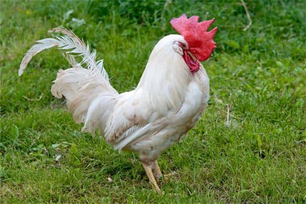 梦见公鸡是什么意思