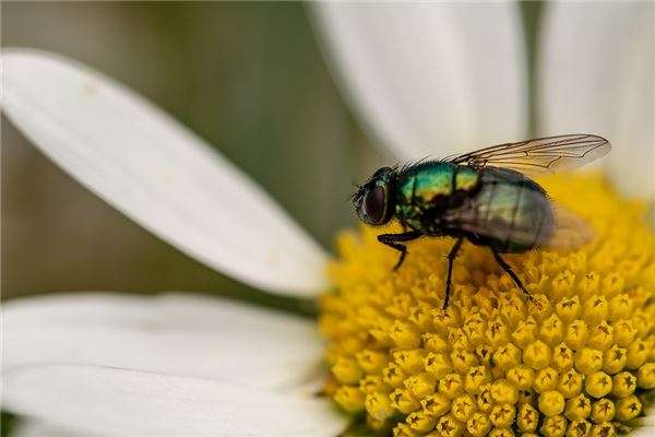 梦见女人很多苍蝇是什么意思