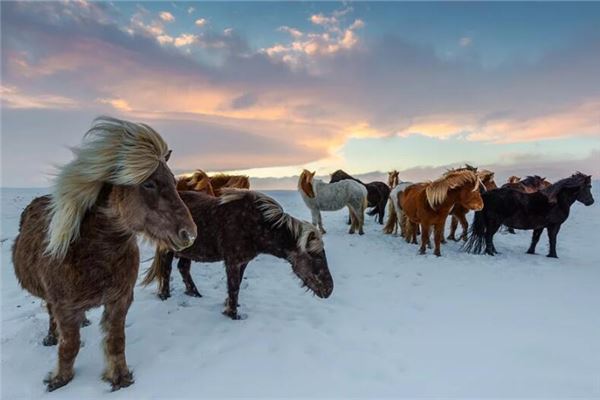 梦见一群马是什么意思