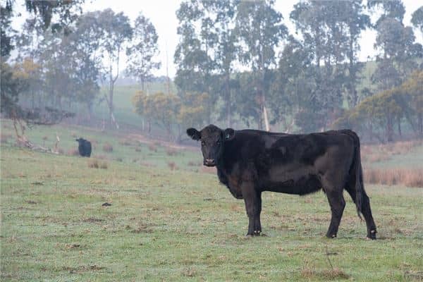 梦见孕妇黑牛是什么意思