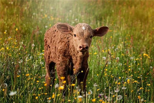 梦见小牛是什么意思