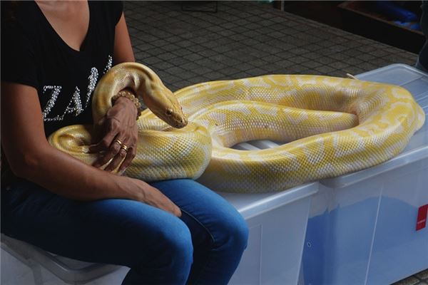 梦见别人抓住一条大蛇是什么意思