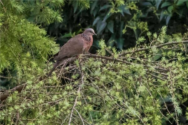 梦见斑鸠是什么意思