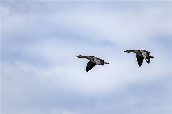 梦见大雁是什么意思