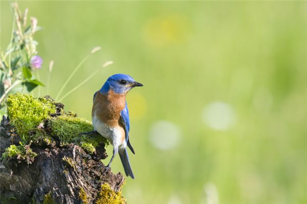 梦见鸟是什么意思
