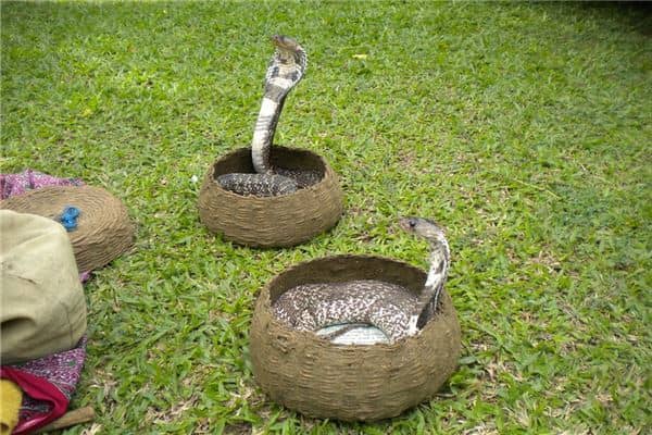 梦见被蛇咬腿是什么意思