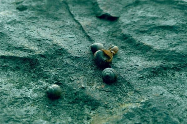 梦见摸田螺是什么意思