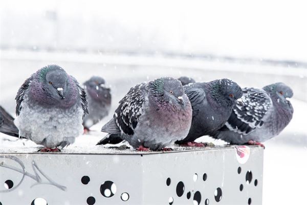 梦见鸽子是什么意思